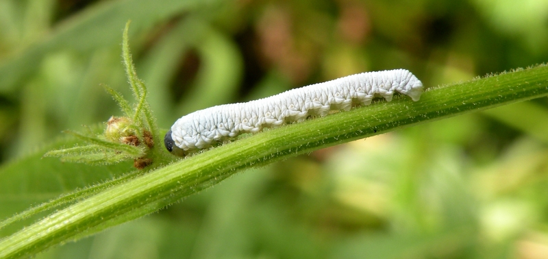 Bruco bianco:  larva di Cimbicidae: cfr. Cimbex luteus